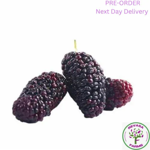 Mulberry Imported 125Gm
